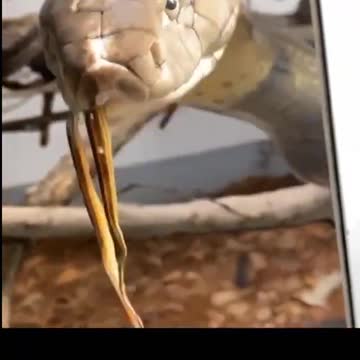 Snake chews before swallowing.