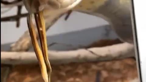 Snake chews before swallowing.