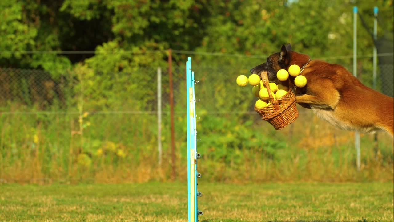 Dog Jumps off with Basket