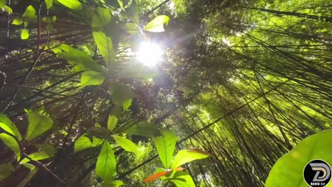 Crab Cage, Nature Lovers. Watch the full video on the description of the link below