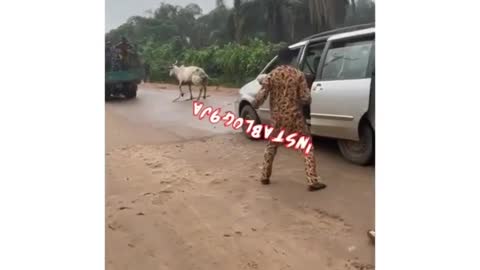 Cow fight with vehicle in highway