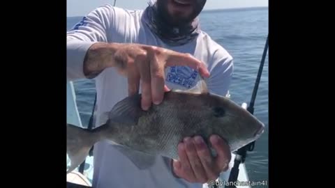 the weird interessting trigger fish