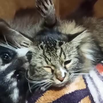 Sweet Pet Raccoon Can't Stop Loving On Cat Best Friend