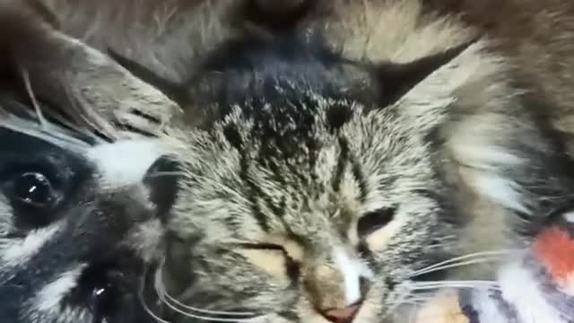 Sweet Pet Raccoon Can't Stop Loving On Cat Best Friend