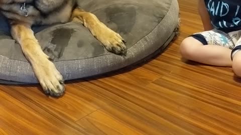 Cute Toddler and German Shepherd Dog Play with Bunny for Easter