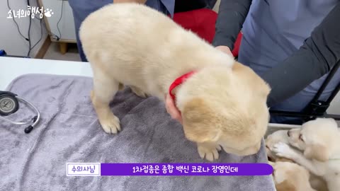 The puppies are going to the vet to get shots