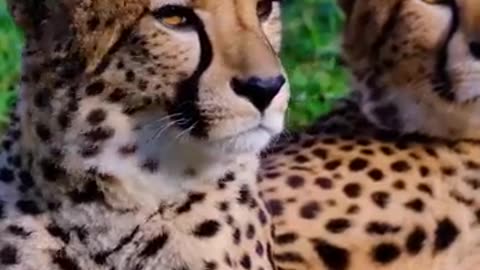 Cheetah Facts: The World s Fastest Land Animal | Cheetah Cubs #cheetah #cubs #short