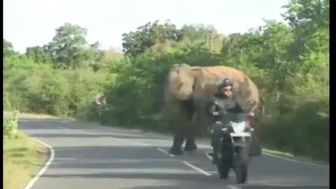 wild elephant chasing at the Kathirgamam-buthala road (Srilanka)