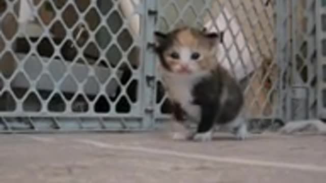 Tiny Three-Week-Old Kitten Coming When Called!!