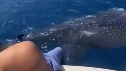 A man jumps over the back of a whale shark