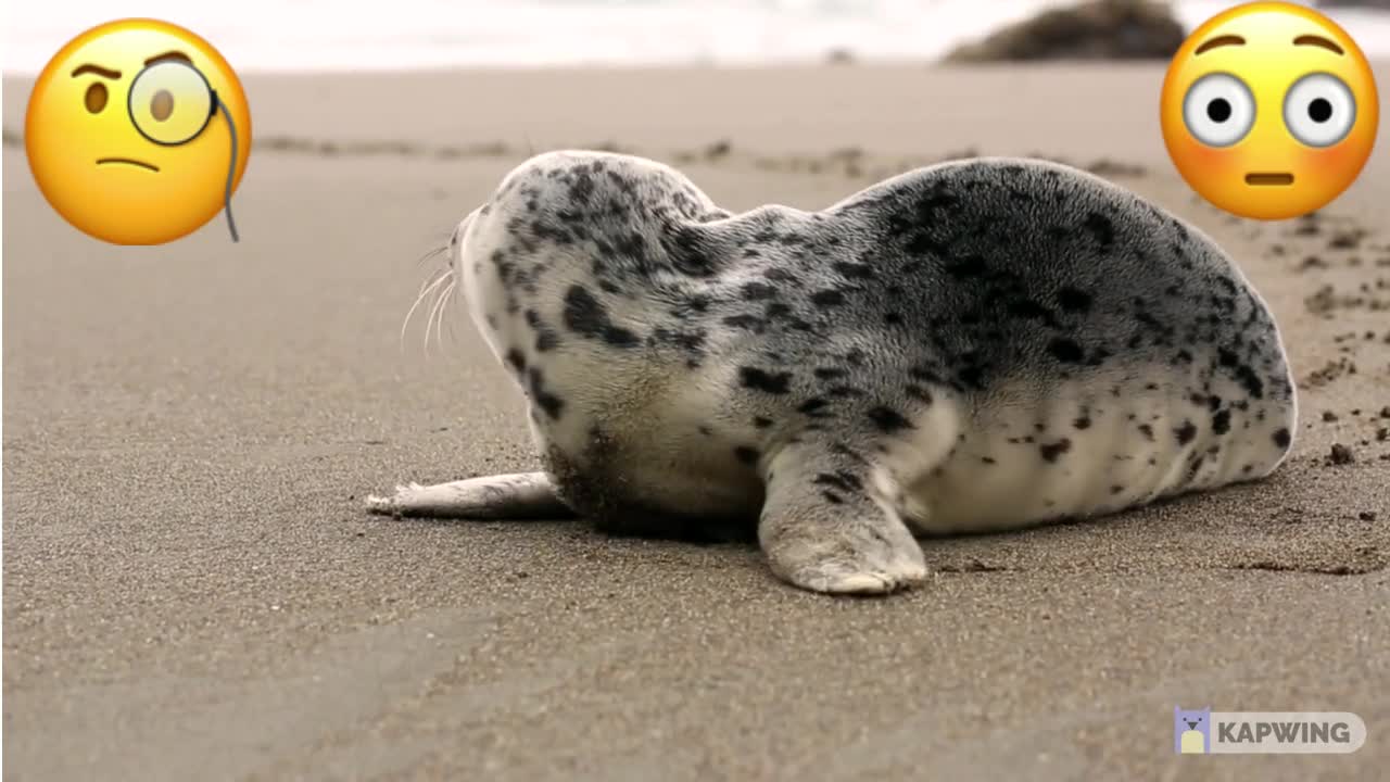 Seal On The Beach