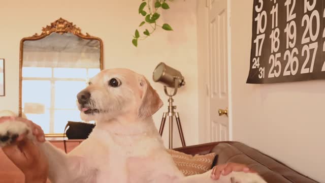 Fun Time with Pet Dog