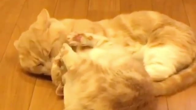 Mother cat loves her baby very much