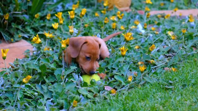 Cute puppy playing with Ball puppy dog video