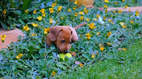 Cute puppy playing with Ball puppy dog video