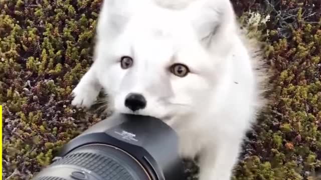 Amazing WILD Animal Encounters