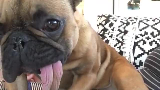 Dog sticking long tongue out and rubbing belly