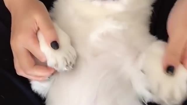 Ultimate Baby Dogs - Cute and Funny Dog Videos
