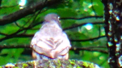 Robin