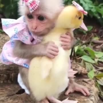 Monkey 🐒 and chicken 🐔