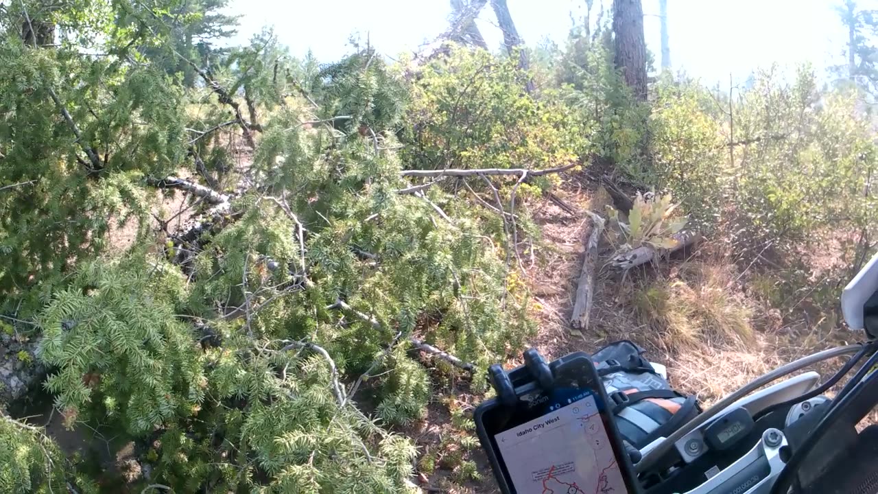 Idaho City trails 8-15-24 TX300 #2