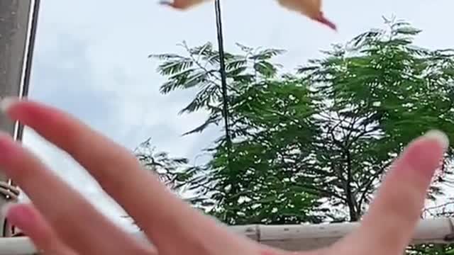 Sugar Glider , Try to fly!