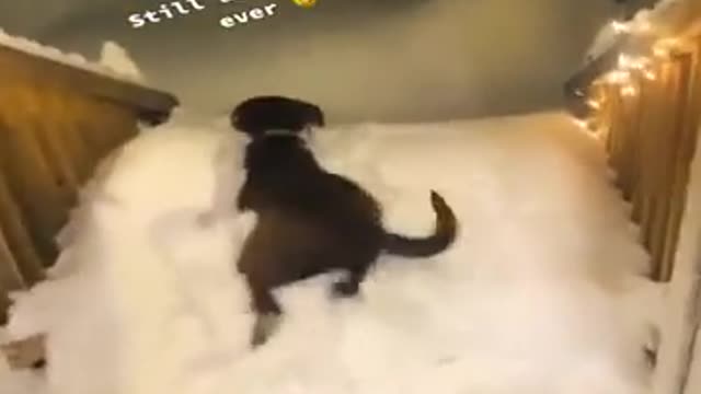 Funniest Cats and Dogs