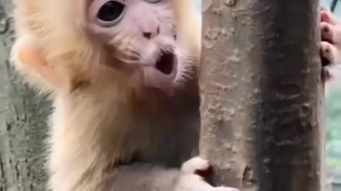 Cute Monkey Baby...🐒