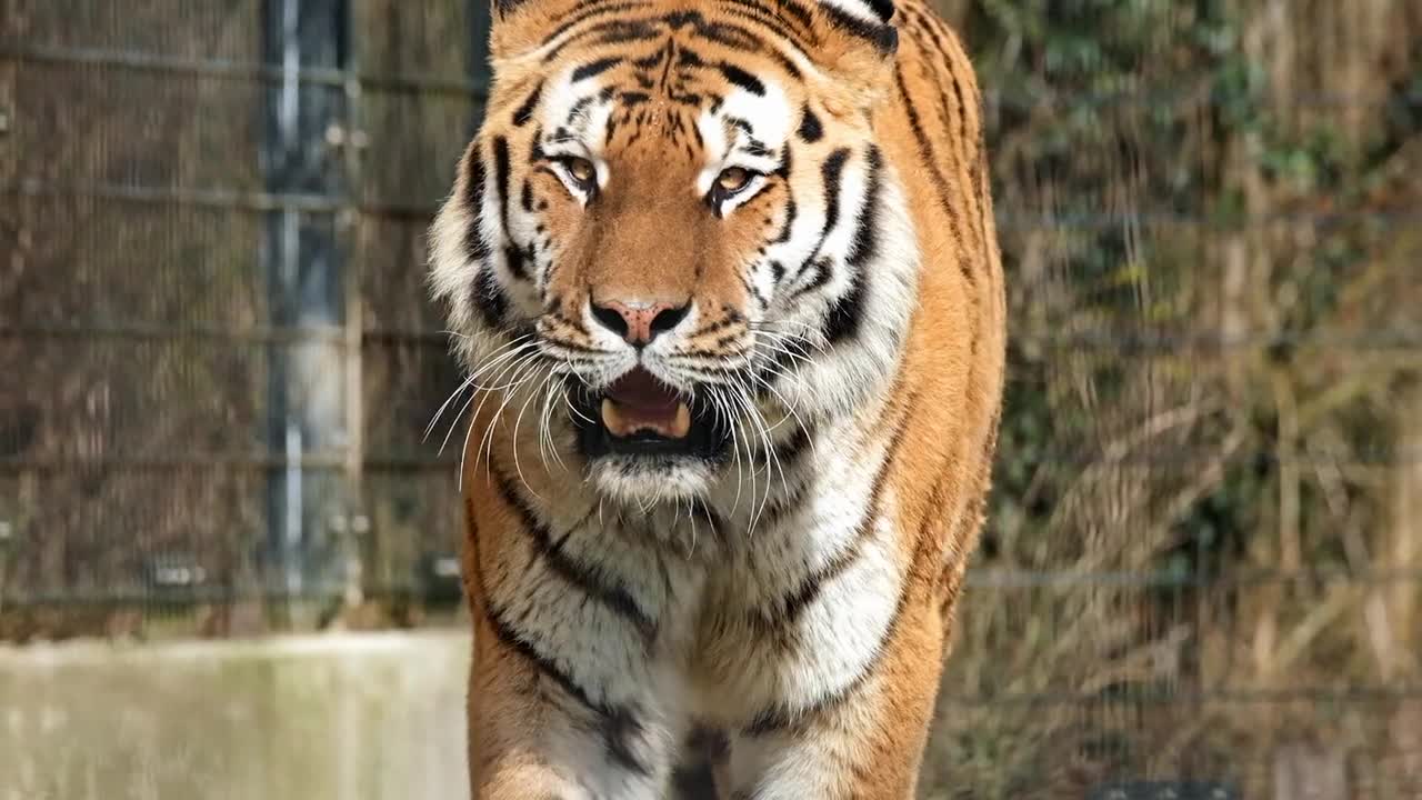 Tiger video Facts