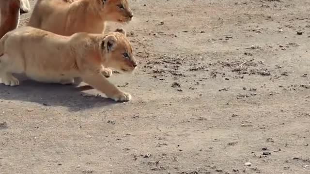 Cute Baby Linon's with Mama Lioness 😻❤