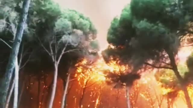 Huge fire 🔥 in the Forest