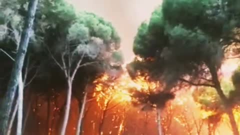 Huge fire 🔥 in the Forest