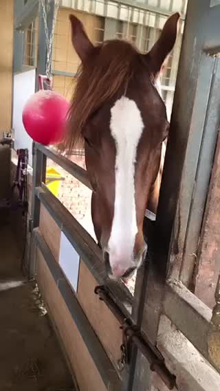 Horse with fashion hair