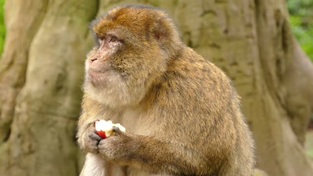 Funny monkey eating an apple