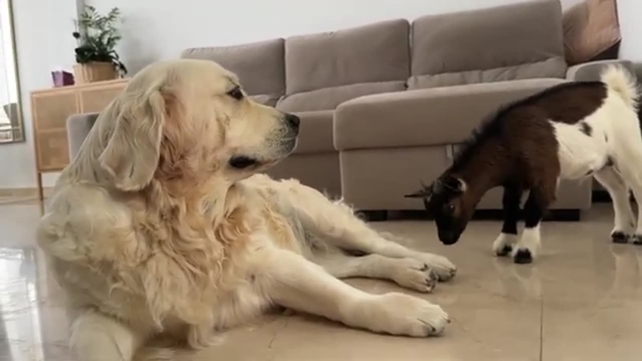 Baby Goat Meets a Dog for the First Time