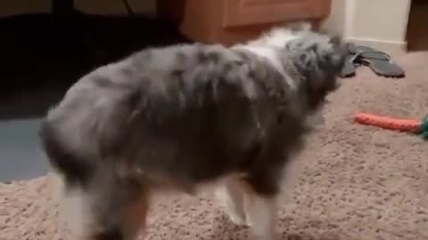 This dog is dancing a weird dance without pausing