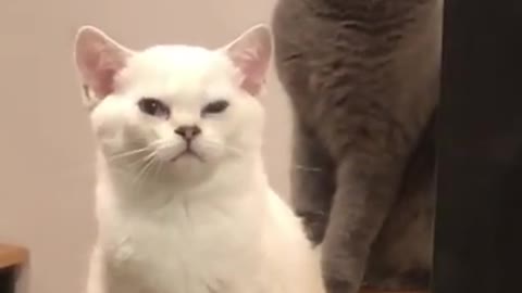 Funny Cat Cleaning Face # shorts