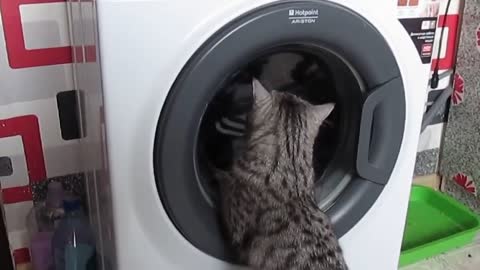 the cat helps the washing machine