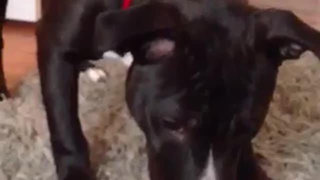 Dog is afraid of blow dryer