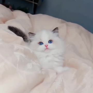 Fanny Cat Video