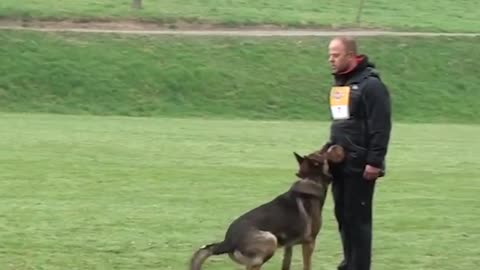 german shepherd waiting for command his owner