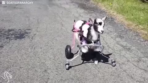 Goat Lost Her Legs, So Her Family Got Her A Pink Wheelchair