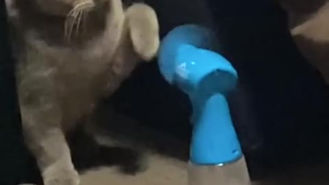 Cat vs fan