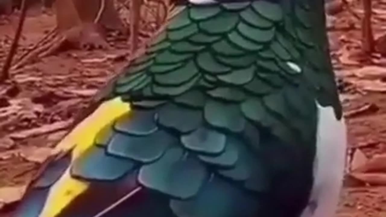 So Beautiful Lady Amherst Pheasant #shorts #viral #shortsvideo #video