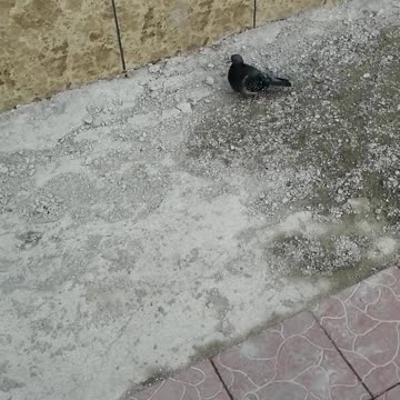Walking a dove on the street.