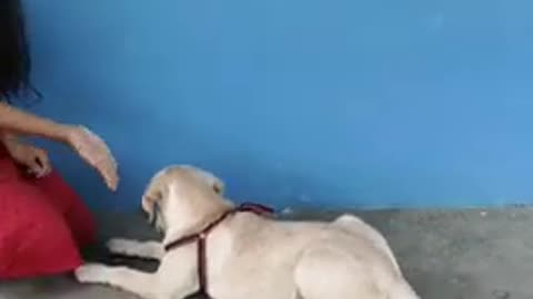 Teach any dog dog training