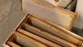 Bee video