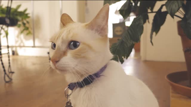 A white cat sits in front of a white wall