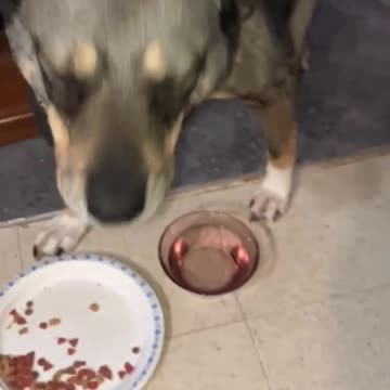 dogs eating