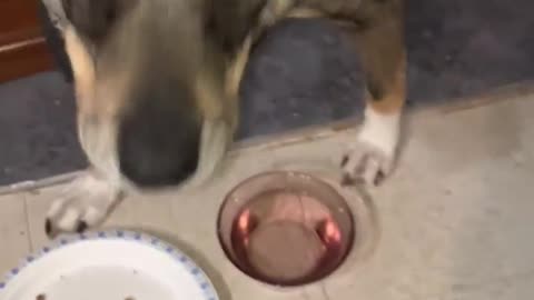 dogs eating